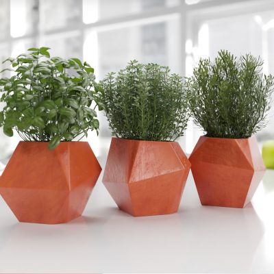 现代盆栽 植物 绿植