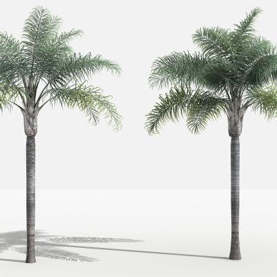 中式金山葵 灌木 树 植物 花 草 景观植物 园林 小区植物