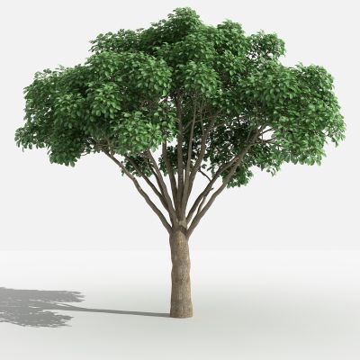 中式重阳木 灌木 树 植物 花 草 景观植物 园林 小区植物