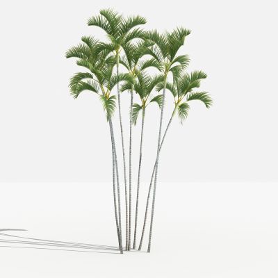 中式散尾葵 灌木 树 植物 花 草 景观植物 园林 小区植物