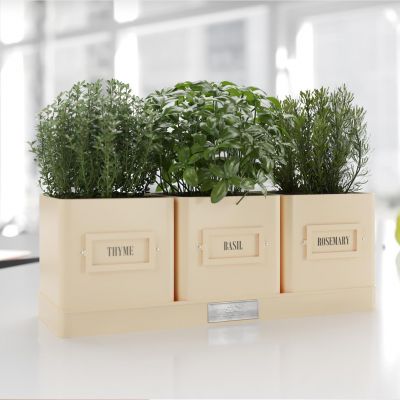 北欧盆栽 植物 绿植