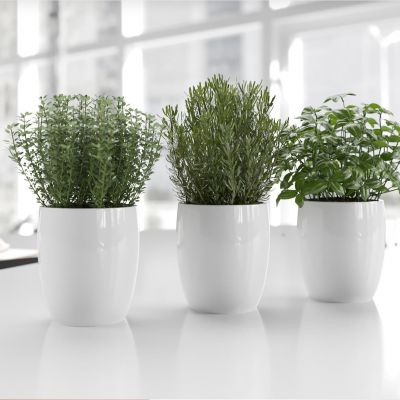 现代盆栽植物 绿植