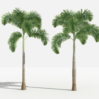 中式狐尾椰 灌木 树 植物 花 草 景观植物 园林 小区植物