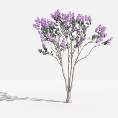 中式紫薇紫 灌木 树 植物 花 草 景观植物 园林 小区植物