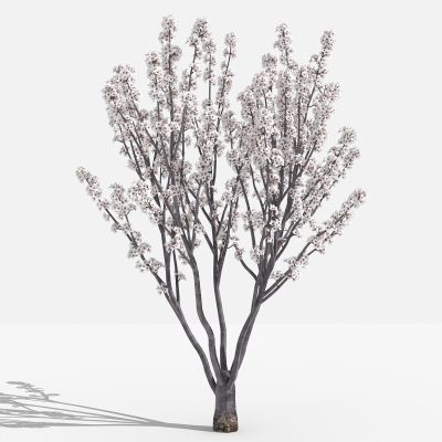 中式紫叶李 灌木 树 植物 花 草 景观植物 园林 小区植物