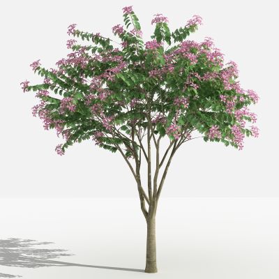 中式紫荆 灌木 树 植物 花 草 景观植物 园林 小区植物