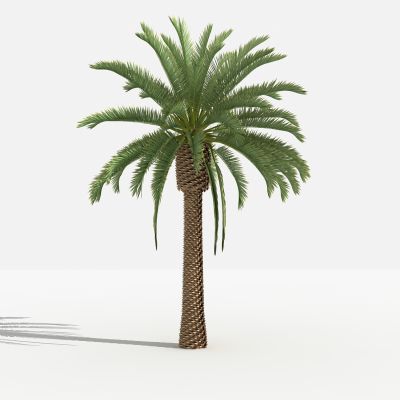 中式加纳利海枣 灌木 树 植物 花 草 景观植物 园林 小区植物