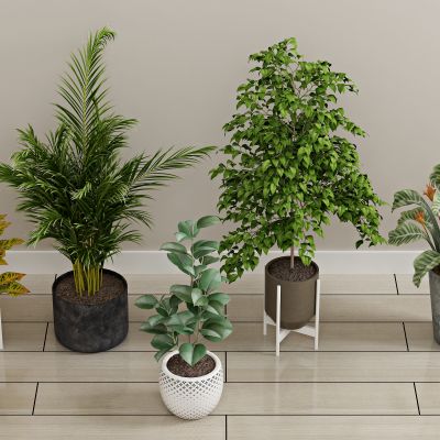 现代绿植 盆栽 植物