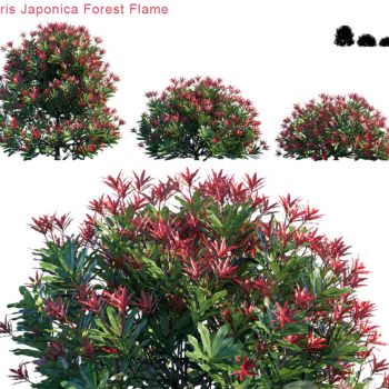  户外植物绿植矮树灌木 cr