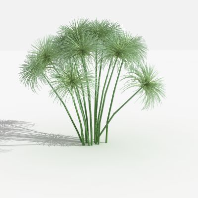 中式纸莎草 灌木 树 植物 花 草 景观植物 园林 小区植物