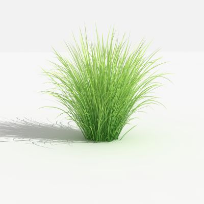 中式针茅 灌木 树 植物 花 草 景观植物 园林 小区植物