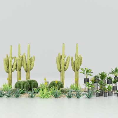 现代绿植，盆栽组合，沙漠仙人掌，仙人球，盆栽架子，植物