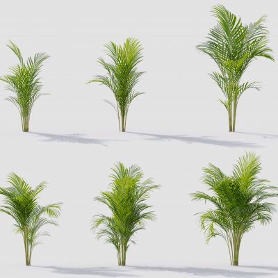 现代花草 植物 草丛 花坛 绿植