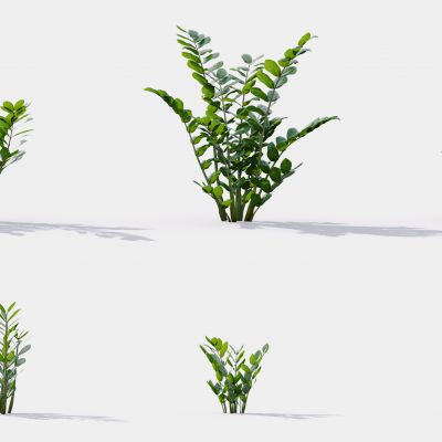 现代花草 植物 草丛 花坛 绿植