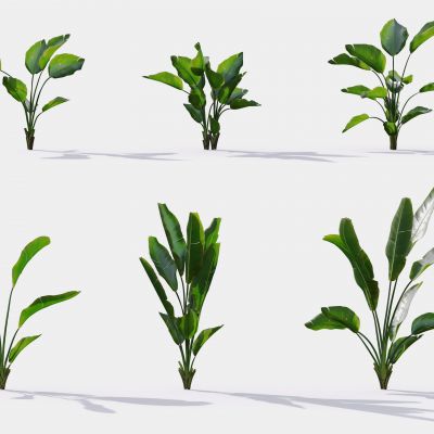 现代花草 植物 草丛 花坛 绿植