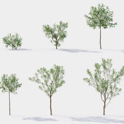 现代树 花草 植物 景观树 花坛 绿植