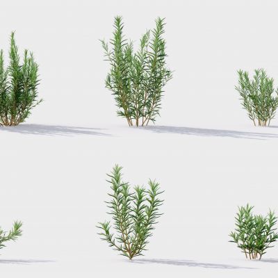 现代花草 植物 草丛 花坛 绿植