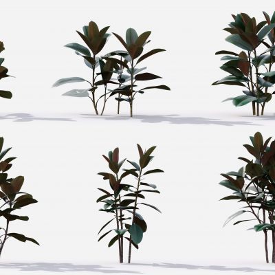 现代花草 植物 草丛 花坛 绿植