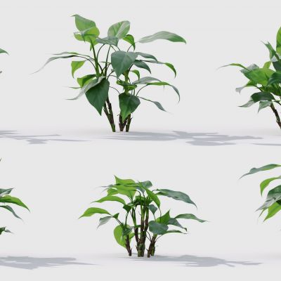 现代花草 植物 草丛 花坛 绿植