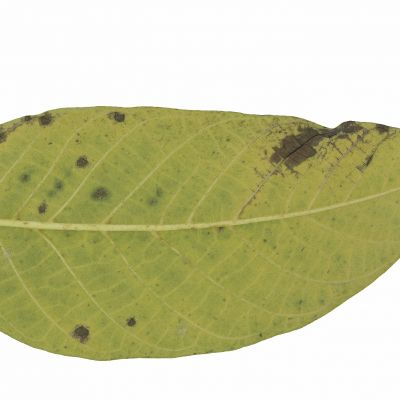 叶子纹理
