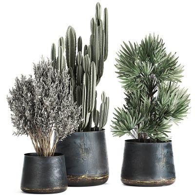 现代绿植盆栽 ,花盆,仙人掌 ，花盆