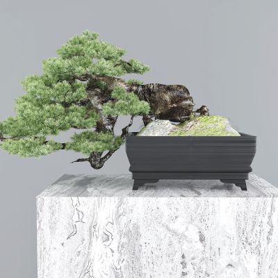 新中式松树盆栽 盆景