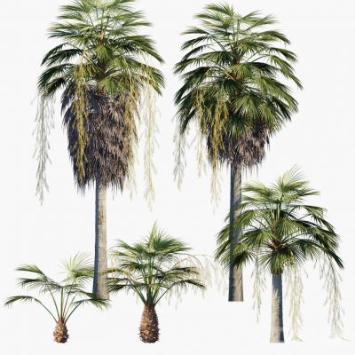 现代棕榈椰子树