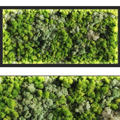 现代苔藓植物墙