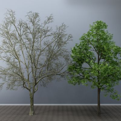 现代 树，干树枝