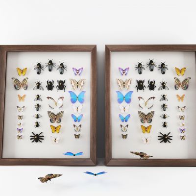 现代蝴蝶昆虫标本挂件
