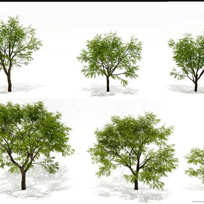 现代枣树景观树