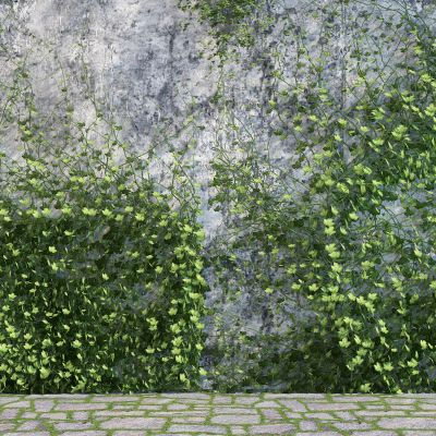 现代爬山虎藤蔓植物