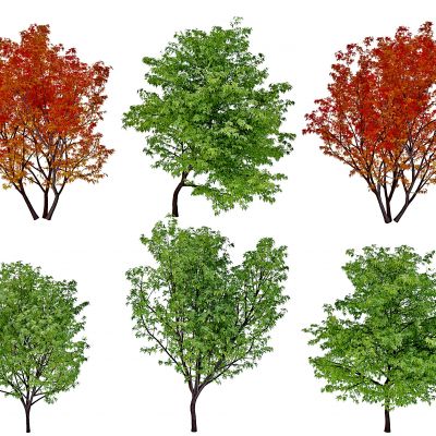 现代枫树景观树