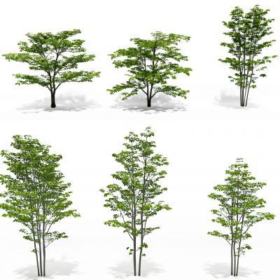 现代茱萸树景观树