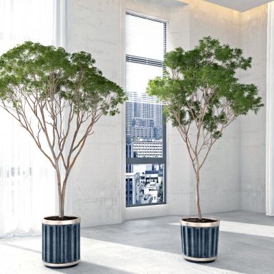 现代绿植盆栽，花盆