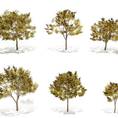 现代秋季栾树景观树