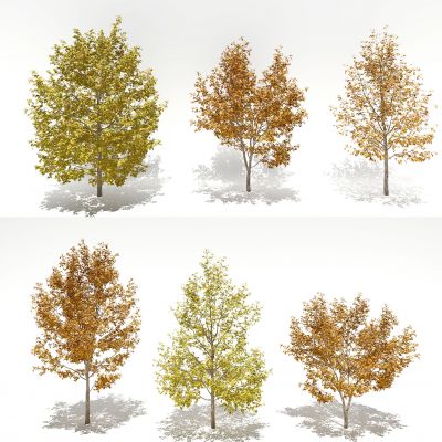 现代秋季树景观树