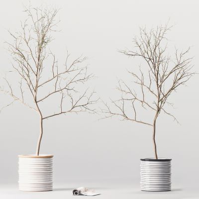 现代盆栽，干支