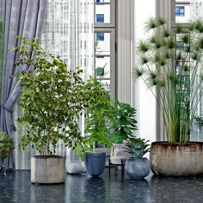 现代绿植盆栽，花盆