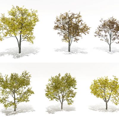 现代梧桐树景观树