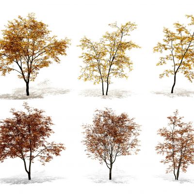 现代秋季三角枫树景观树