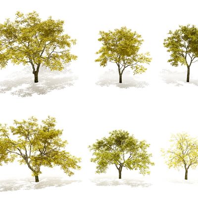 现代秋季榆树景观树