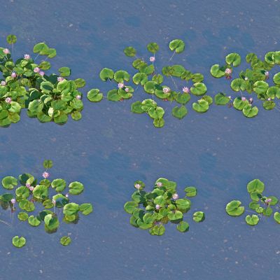 现代水生植物睡莲，荷花荷叶