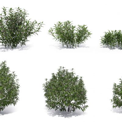 现代绿植灌木丛