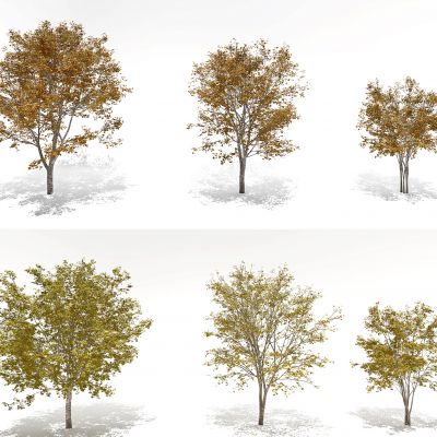 现代秋季树景观树