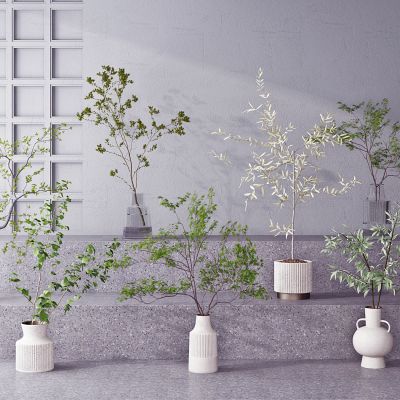 现代橄榄树五角槭盆栽