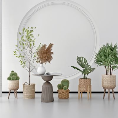 现代仙人掌植物盆栽