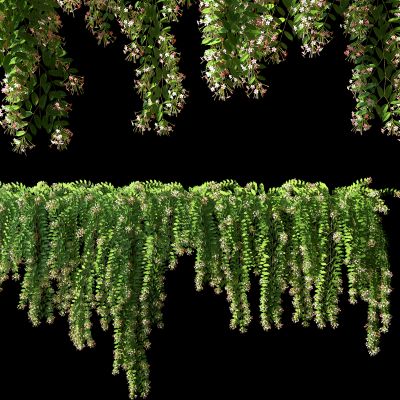 现代藤蔓，绿植