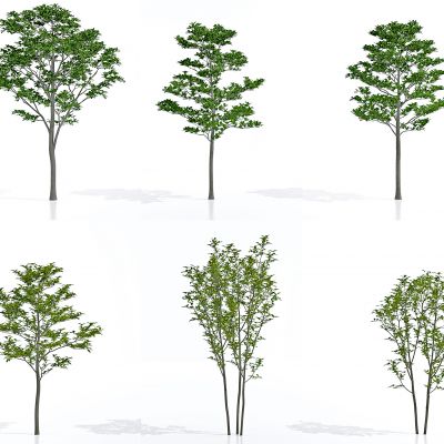 现代紫玉兰树景观树