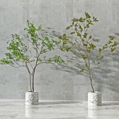 现代植物，盆栽